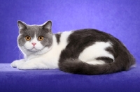 Picture of British Shorthair lying on purple background