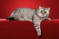 Picture of British Shorthair lying on red background