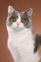 Picture of British Shorthair staring