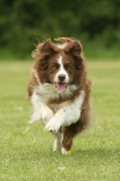 Picture of brown and white Border Collie