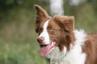 Picture of brown and white Border Collie