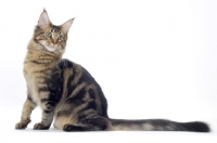 Picture of Brown Classic Tabby Maine Coon sitting down