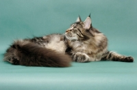 Picture of Brown Classic Tabby Maine Coon, green background, looking up