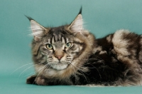 Picture of Brown Classic Tabby Maine Coon, green background, lying down