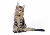 Picture of Brown Classic Tabby Maine Coon sitting on white background