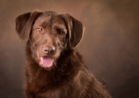 Picture of brown dog in studio against brown background