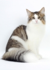 Picture of Brown Mackerel Tabby & White Norwegian Forest Cat sitting down