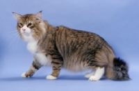 Picture of Brown Mackerel Tabby & White Norwegian Forest cat