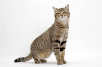 Picture of Brown Mackerel Tabby Cat