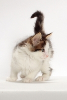 Picture of Brown Tabby & White Norwegian Forest kitten