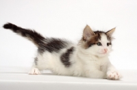 Picture of Brown Tabby & White Norwegian Forest kitten in studio