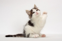 Picture of Brown Tabby & White Norwegian Forest kitten, one leg up