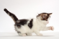 Picture of Brown Tabby & White Norwegian Forest kitten, side view