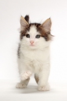 Picture of Brown Tabby & White Norwegian Forest kitten on white background