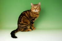 Picture of brown tabby british shorthair cat sitting