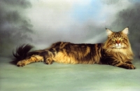 Picture of brown tabby Maine Coon cat in studio