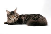 Picture of brown tabby Maine Coon lying down on white background