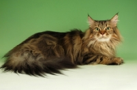 Picture of brown tabby maine coon lying on green background