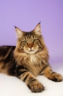 Picture of brown tabby maine coon lying