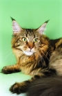 Picture of brown tabby Maine Coon on green background