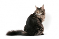 Picture of brown tabby Maine Coon sitting down