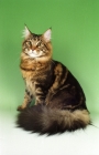 Picture of Brown Tabby Maine Coon sitting on green background