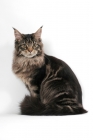 Picture of brown tabby Maine Coon sitting down on white background