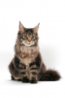 Picture of brown tabby Maine Coon sitting on white background