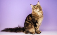 Picture of brown tabby maine coon sitting on purple background