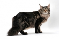 Picture of brown tabby Maine Coon standing on white background