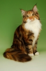 Picture of brown tortie and white maine coon