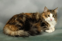 Picture of brown tortie and white norwegian forest cat