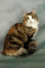 Picture of brown tortie and white norwegian forest cat, sitting