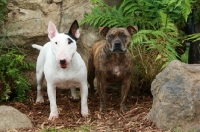 Picture of Bull Terrier (English) and Staffordshire Bull Terrier