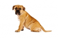 Picture of Bullmastiff dog isolated on a white background