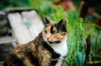 Picture of calico cat (tortoiseshell and white) outdoors