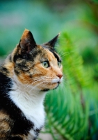 Picture of calico cat (tortoiseshell and white)