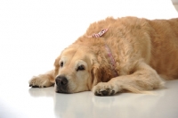 Picture of calm Golden Retriever