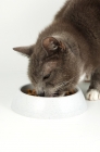 Picture of cat eating from white bowl