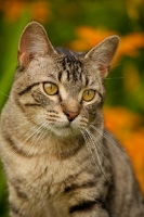 Picture of cat head study