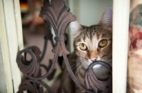 Picture of cat looking through fence