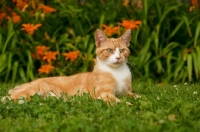 Picture of cat ltying down in garden