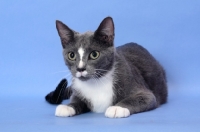 Picture of cat lying down on blue background