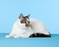 Picture of cat lying on blue background