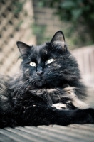 Picture of cat lying on decking