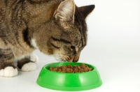 Picture of cat near green dish full of dry food