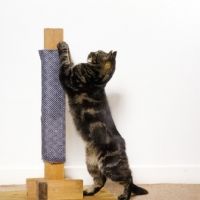 Picture of cat scratching on scratching post