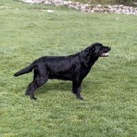 Picture of ch candlemas teal , side view of black labrador