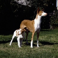 Picture of ch paran prima donna  ibizan hound and puppy looking in different directions