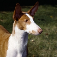 Picture of champion ibizan hound portrait